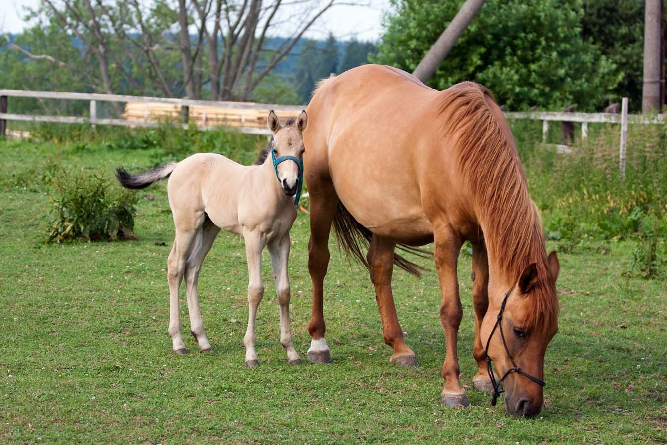 caballo-caballito