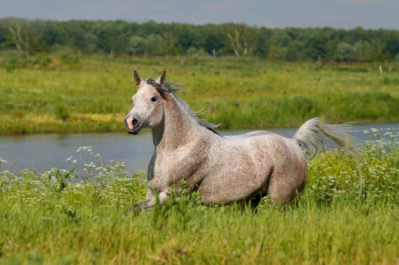 caballo-marron-blanco