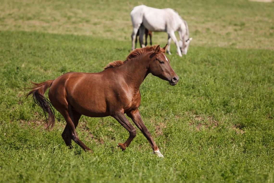 caballos-campo
