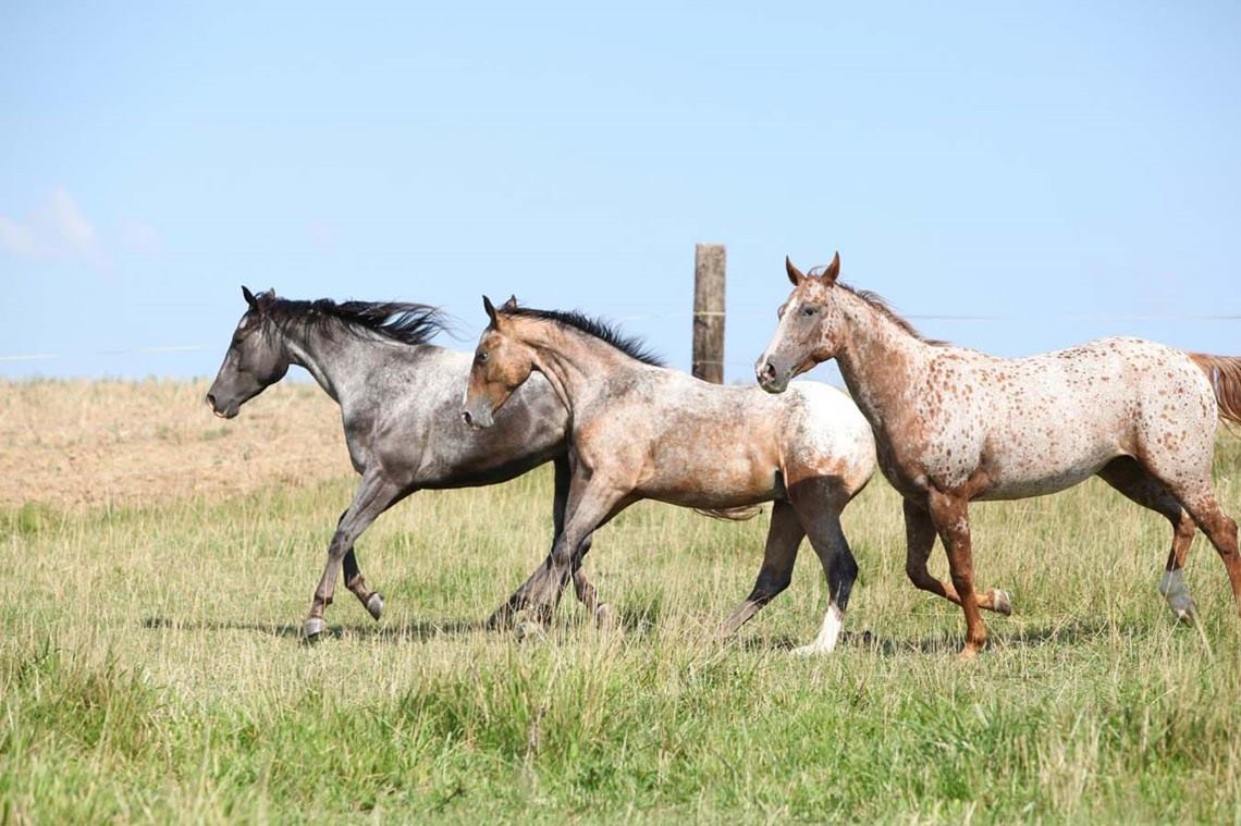 caballos-diferentes-colores
